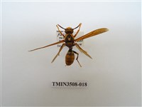 藏品(黑紋長腳蜂)的圖片